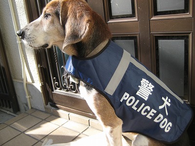 Police Dog うーちゃん A Kashの時間