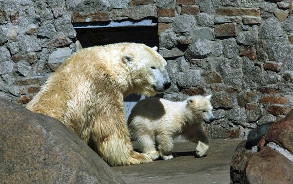 ロシア・サンクトペテルブルク、レニングラード動物園のウスラーダの16頭目の赤ちゃんが遂に戸外へ！_a0151913_20225049.jpg