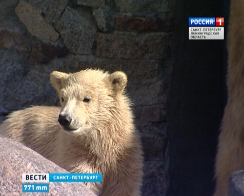 ロシア・サンクトペテルブルク、レニングラード動物園のウスラーダの16頭目の赤ちゃんが遂に戸外へ！_a0151913_22582147.jpg