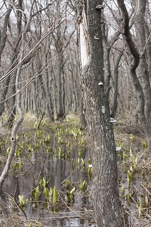 c0200413_952816.jpg