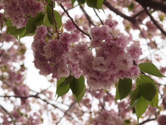 第２４回花のまわりみち-八重桜イン広島-（最終日）_c0116915_015171.jpg