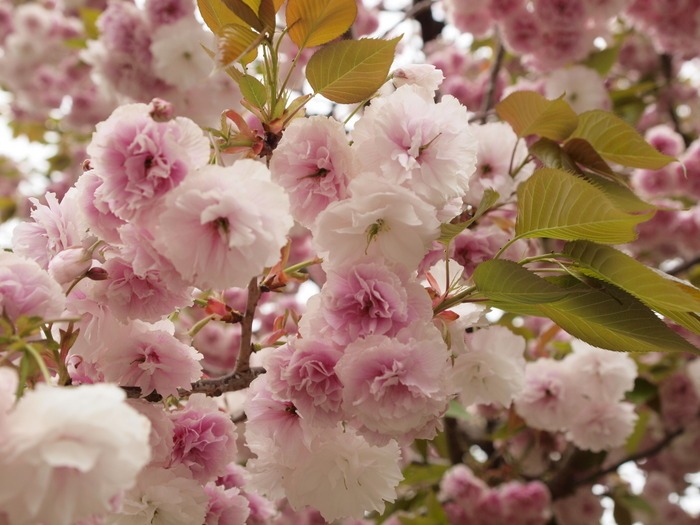 第２４回花のまわりみち-八重桜イン広島-（最終日）_c0116915_035843.jpg