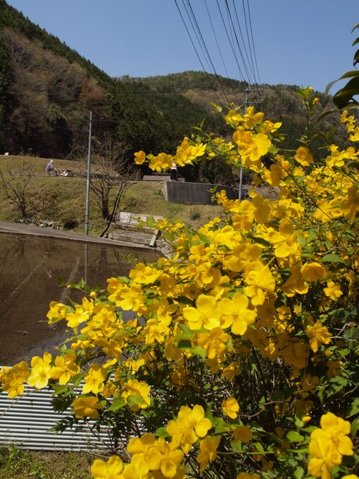 ヤマブキ_c0116915_0413536.jpg