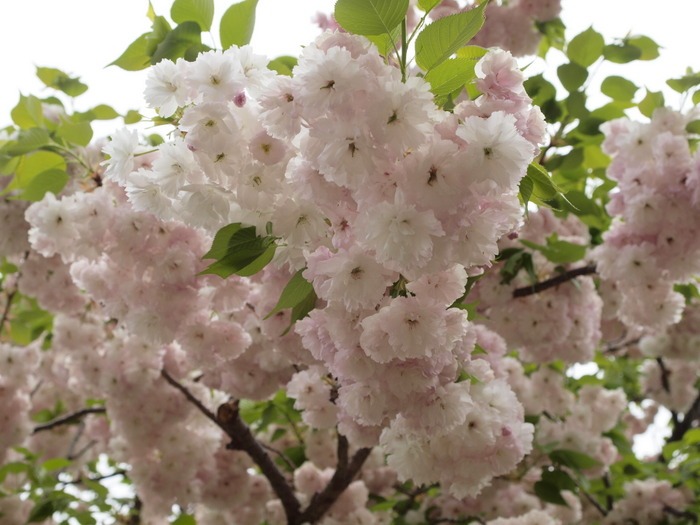 第２４回花のまわりみち-八重桜イン広島-（最終日）_c0116915_053511.jpg