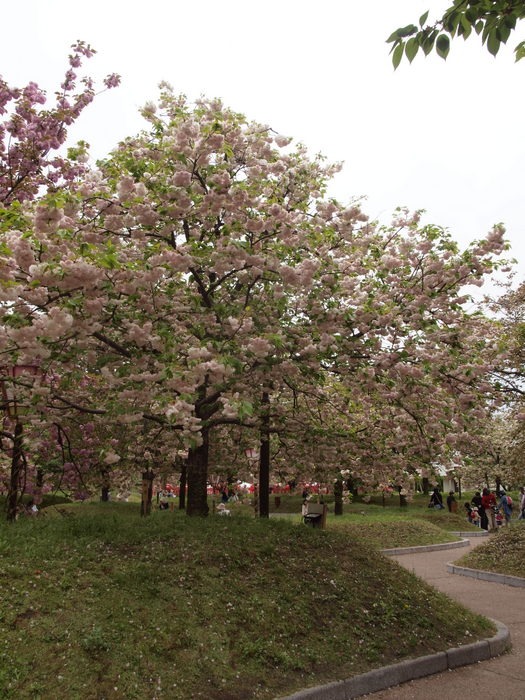 第２４回花のまわりみち-八重桜イン広島-（最終日）_c0116915_054718.jpg