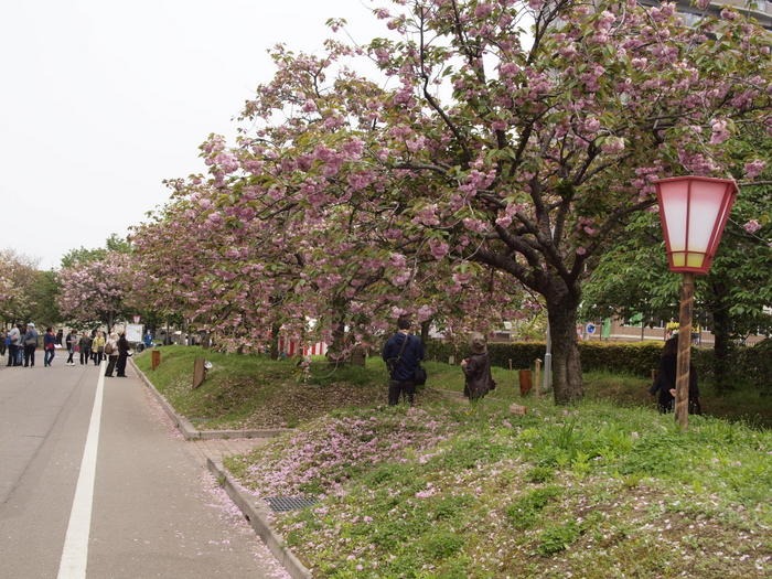 第２４回花のまわりみち-八重桜イン広島-（最終日）_c0116915_07811.jpg