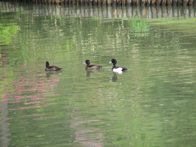 「六義園」の新緑とツツジ、キンクロハジロ_b0221219_1123682.jpg