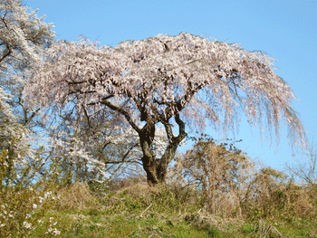 f0232920_23203812.gif