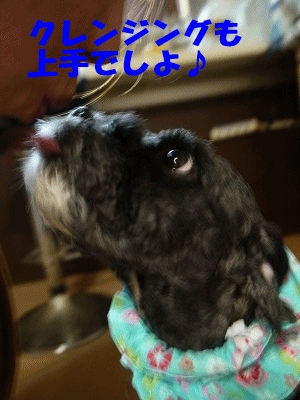 f0326925_23102284.gif