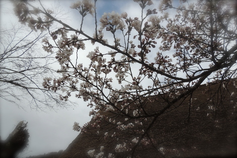 b0060029_11123590.jpg