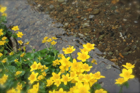 b0060029_11265626.jpg