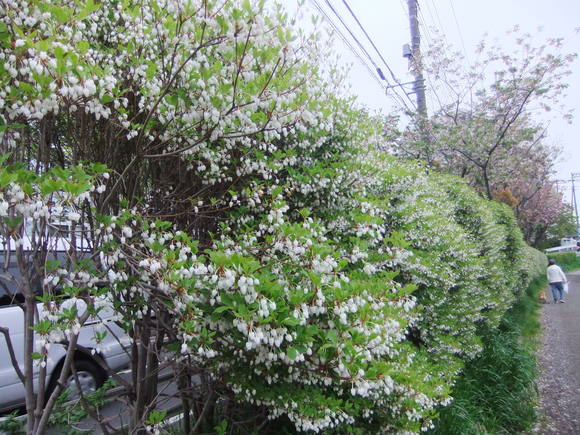 ブルーベリーの花が咲いています..._b0137932_22463032.jpg
