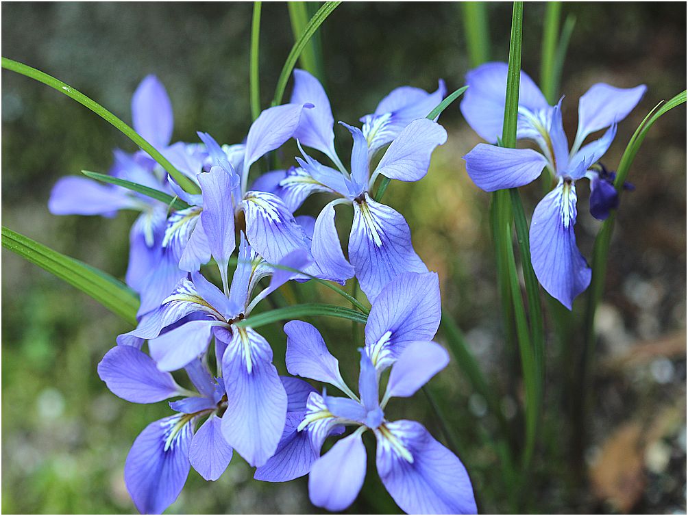 姫あやめ : 花の香り…♪に魅せられて