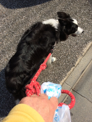 飼い主の責任 土佐犬の事件 犬とお散歩 飼い主の責任 土佐犬の事件 犬とお散歩