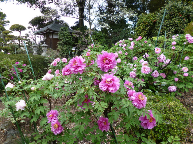 妙満山大慶寺　ぼたん寺　太田市　_b0307545_0193976.jpg