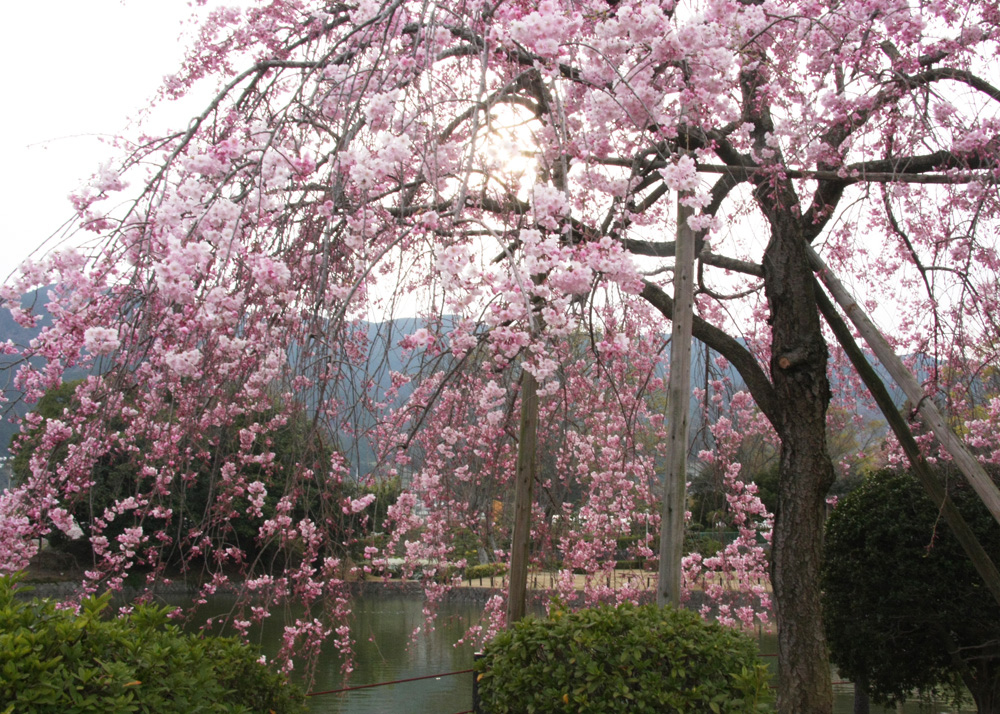 葛城市　屋敷山公園　枝垂れ桜　ヤナギ_c0108146_18251150.jpg