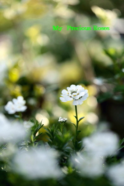 真っ白なイベリスの花。_a0258549_4305884.jpg