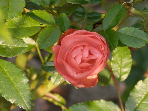 e0288951_17155.jpg