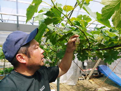 熊本ぶどう 社方園 蕾、花、着果 本物を育てる匠の技 その1_a0254656_2042023.jpg