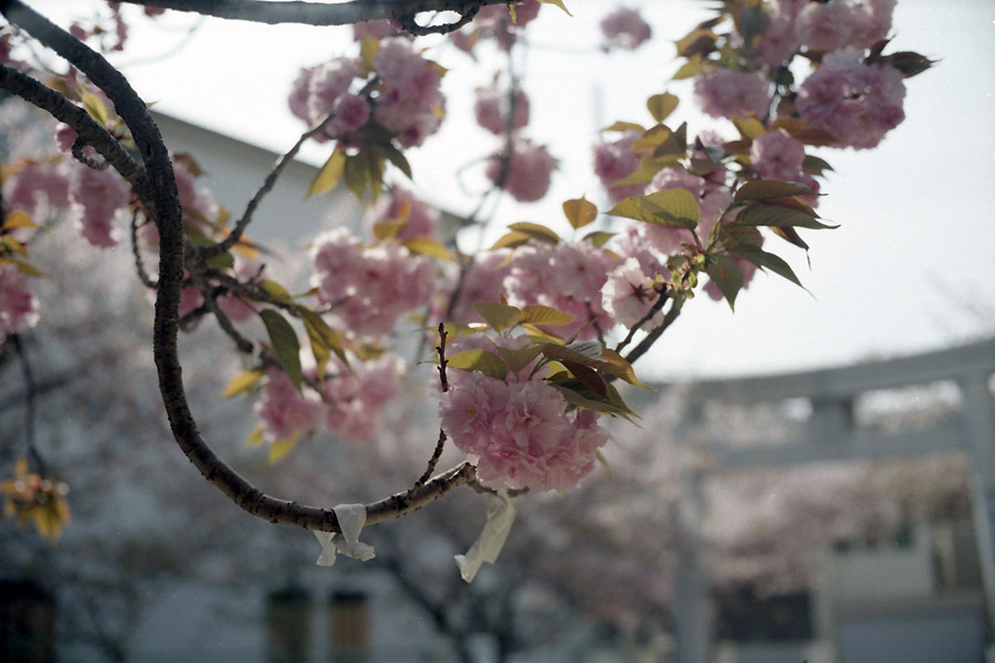 八重桜_e0101258_22372134.jpg