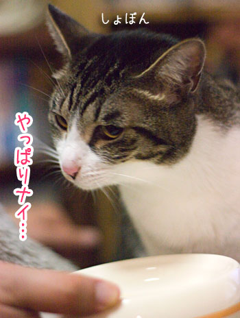 a0119470_146448.jpg