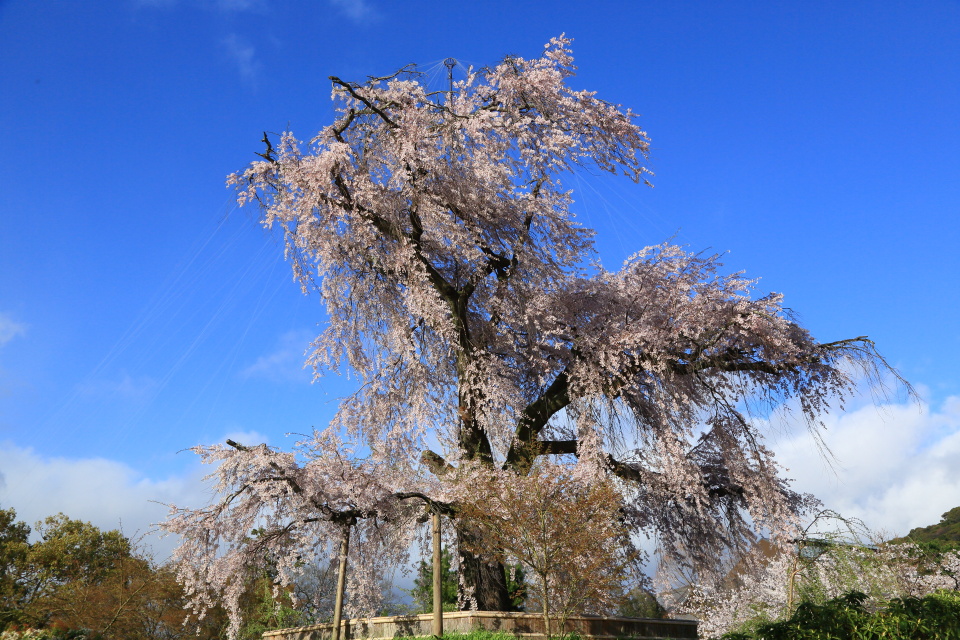 円山公園_e0096372_11033712.jpg