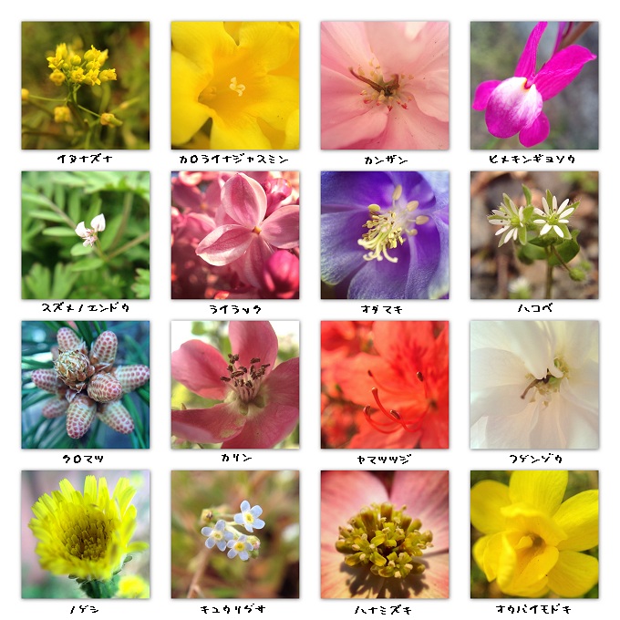 花図鑑 第18集 14 春 4 東毛見聞録 花図鑑 第18集 14 春 4 東毛見聞録