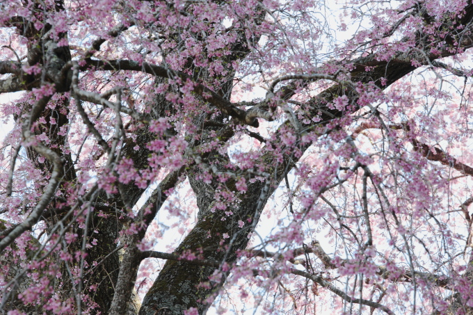 永久に花咲く〜合戦場の桜〜_c0268775_22552347.jpg