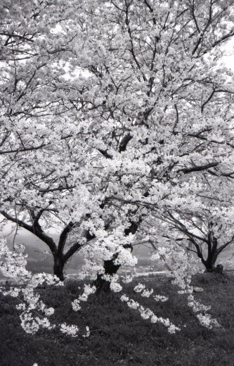 モノクロ桜 Full Of Whims