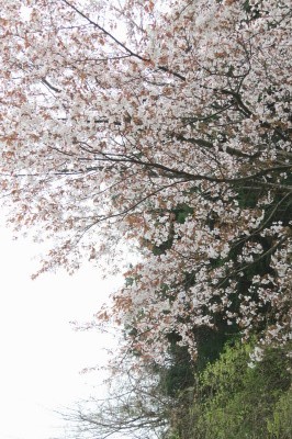 f0037378_813362.jpg