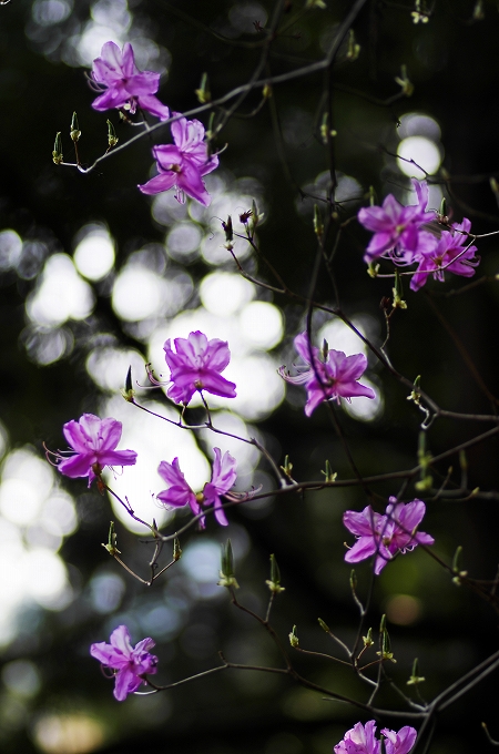 高尾山の春の花-4_c0313080_0442453.jpg