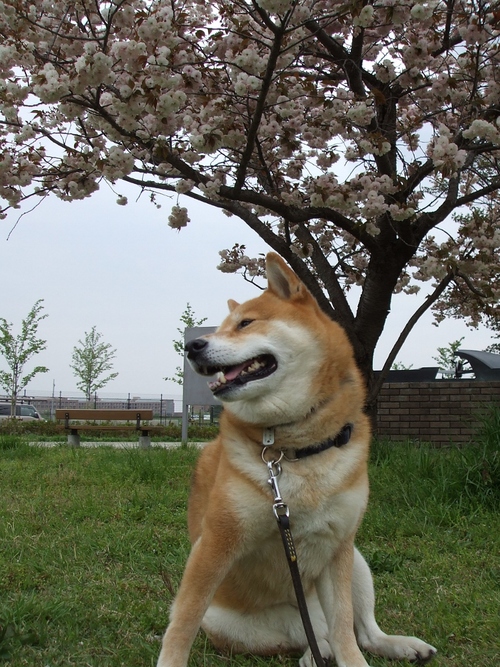 14-117　満開の八重桜_b0179093_825547.jpg