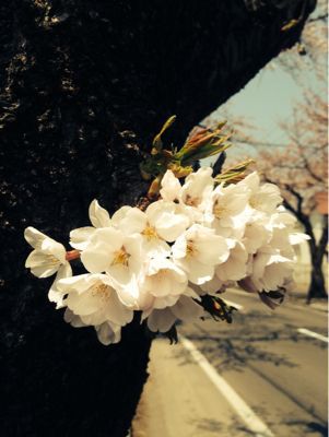 髪飾り_a0134394_11375463.jpg