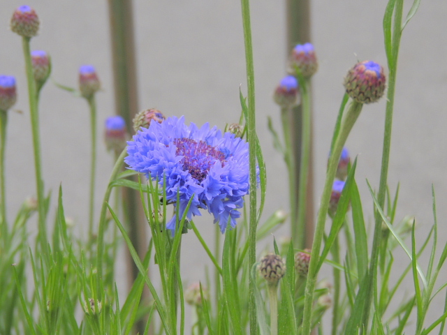 ウミウ・トビ・モズ・ハクセキレイ・矢車菊・椨の木・姫林檎_d0261298_6382470.jpg