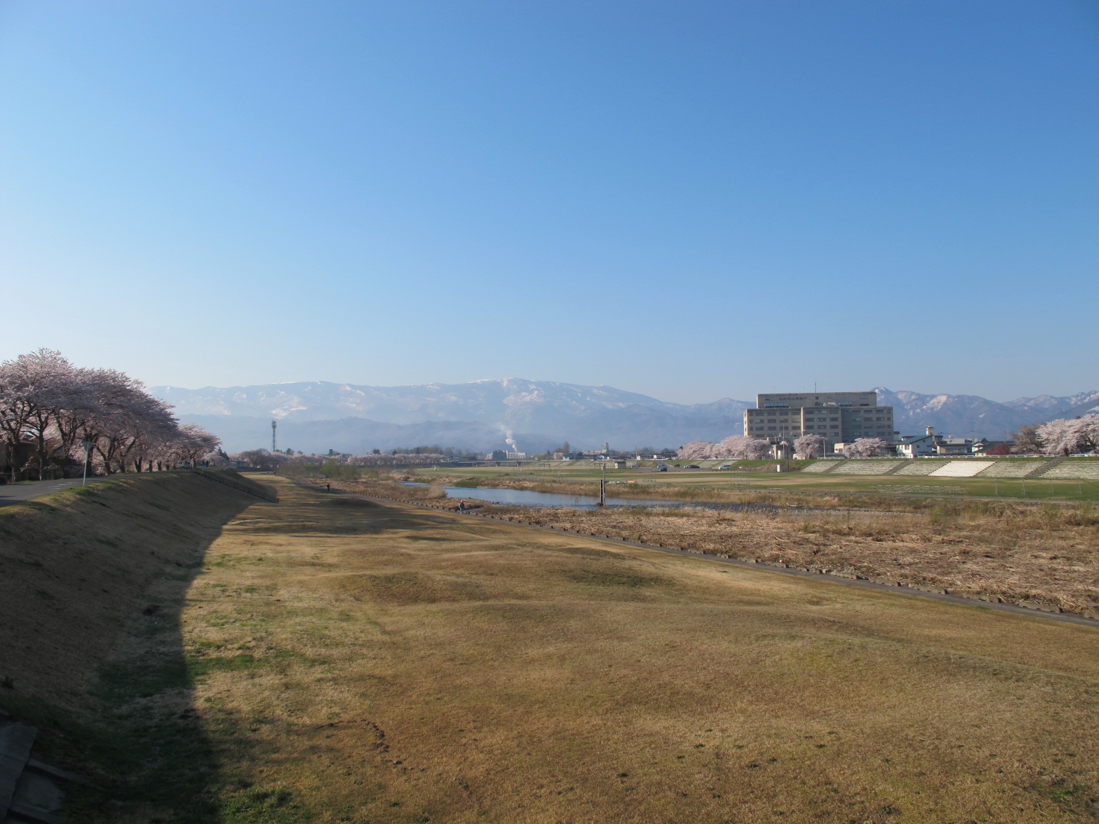 青空の下、最上川河畔の光彩陸離たる桜・・・４_c0075701_12394499.jpg