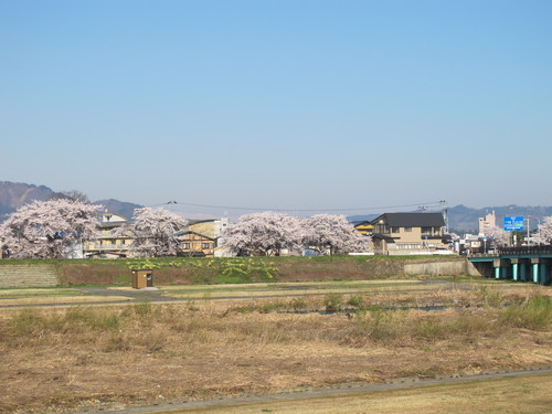 青空の下、最上川河畔の光彩陸離たる桜・・・４_c0075701_12394737.jpg