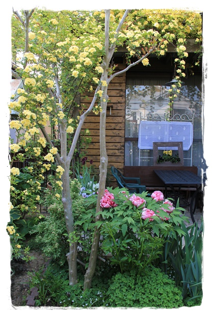 キモッコウバラの季節到来 庭のお花たち Miyorinの秘密のお庭