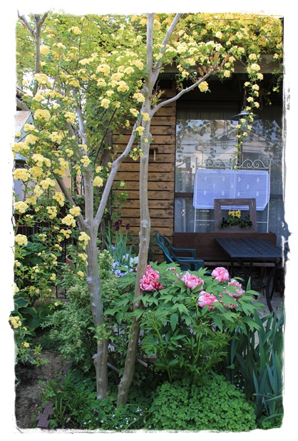 キモッコウバラの季節到来 庭のお花たち Miyorinの秘密のお庭 キモッコウバラの季節到来 庭のお花たち Miyorinの秘密のお庭