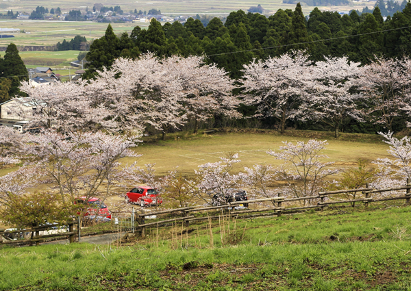 桜_c0227703_21415475.jpg