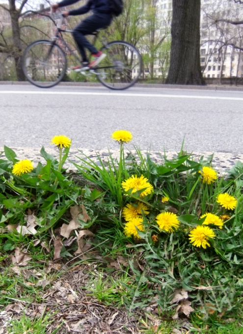 セントラルパークで見かけた春のお花いろいろ_b0007805_015694.jpg