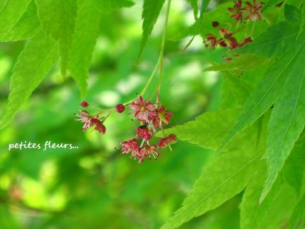 新緑の季節 ちいさなもみじの花 花が教えてくれたこと