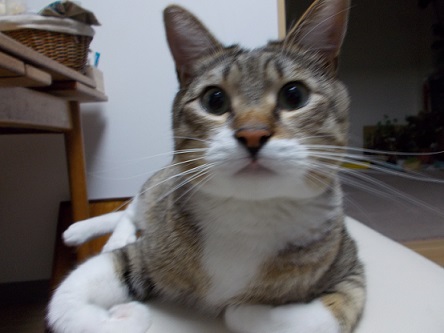 (=‘x‘=)のエンゲル係数_f0316507_11193727.jpg