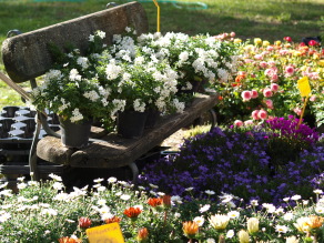 花まっ盛り！フィレンツェの花市＆藤の名所_a0207108_20204461.jpg