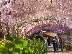 花まっ盛り！フィレンツェの花市＆藤の名所_a0207108_21432759.jpg