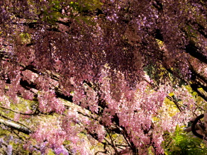 花まっ盛り！フィレンツェの花市＆藤の名所_a0207108_21500776.jpg