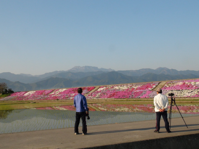 西条市禎瑞高丸の芝桜と逆さ石鎚山2014年その２_f0231709_2294240.jpg