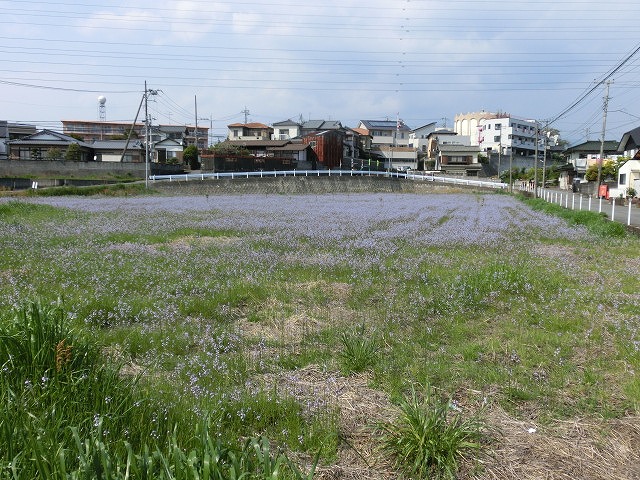 「紫のじゅうたん?」 これは何の花?_f0141310_6292010.jpg