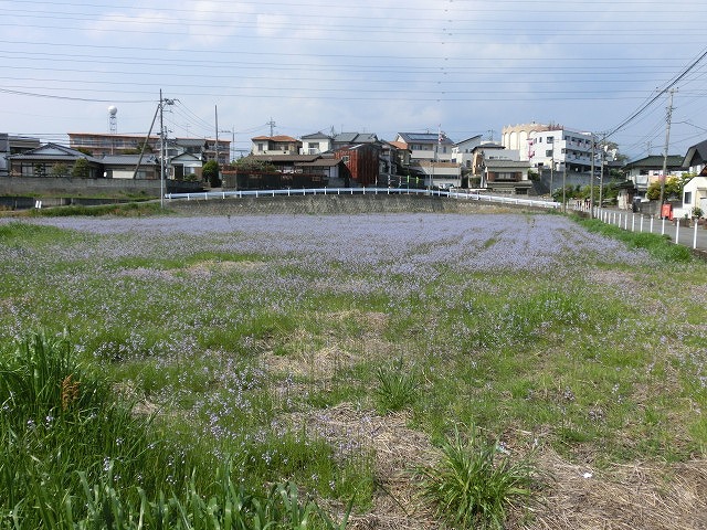 「紫のじゅうたん？」　これは何の花？_f0141310_6292010.jpg