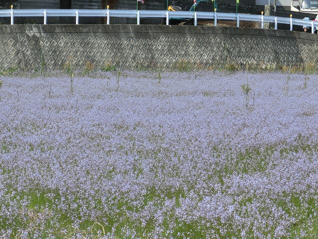 「紫のじゅうたん?」 これは何の花?_f0141310_6293237.jpg