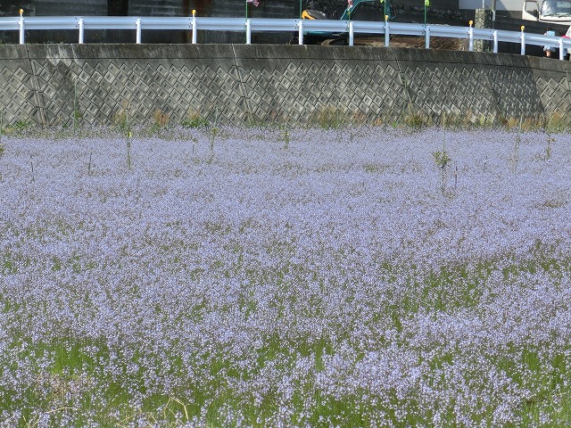 「紫のじゅうたん？」　これは何の花？_f0141310_6293237.jpg